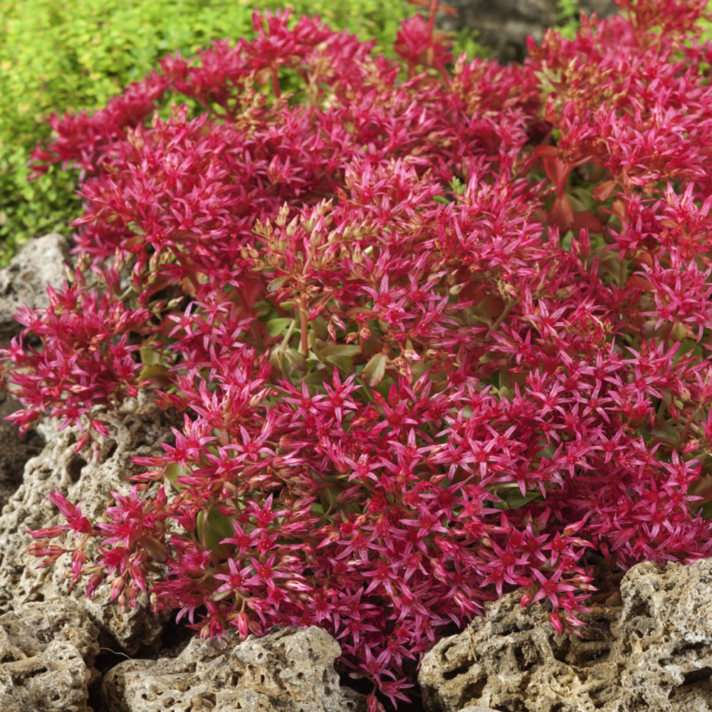 Sedum Dragon S Blood Seed Red Stonecrop Ground Cover Seeds