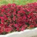 Sedum Spurium Coccineumd