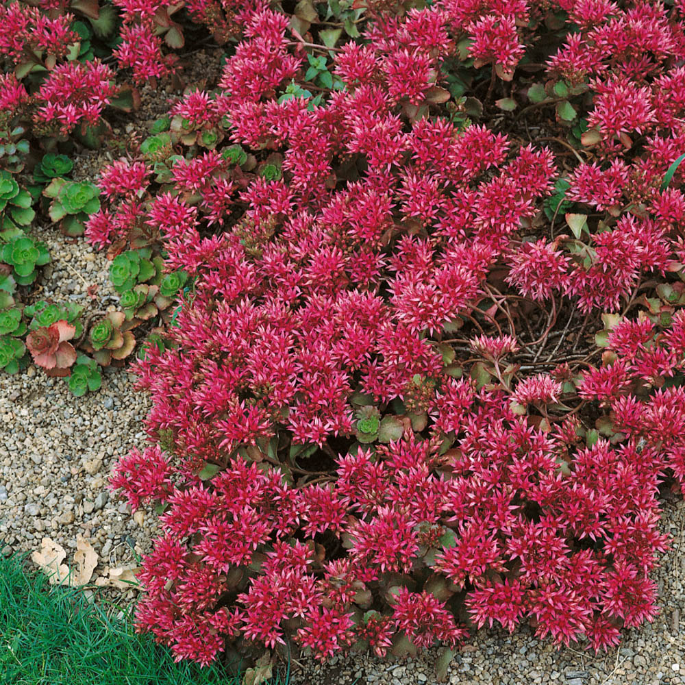 Image of Sedum summer ground cover plant