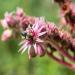 Sempervivum Montanum Seeds