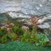 Sempervivum Montanum Ground Cover