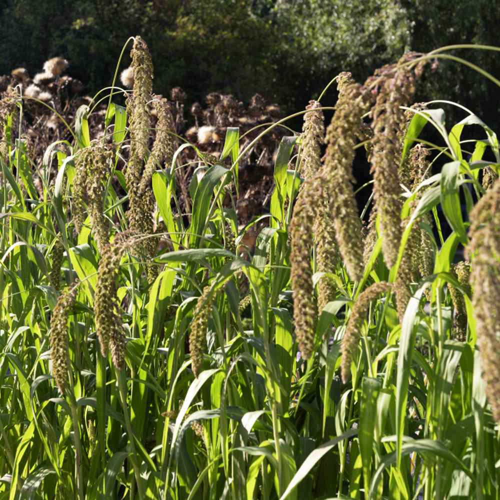 Setaria Italica Hylander