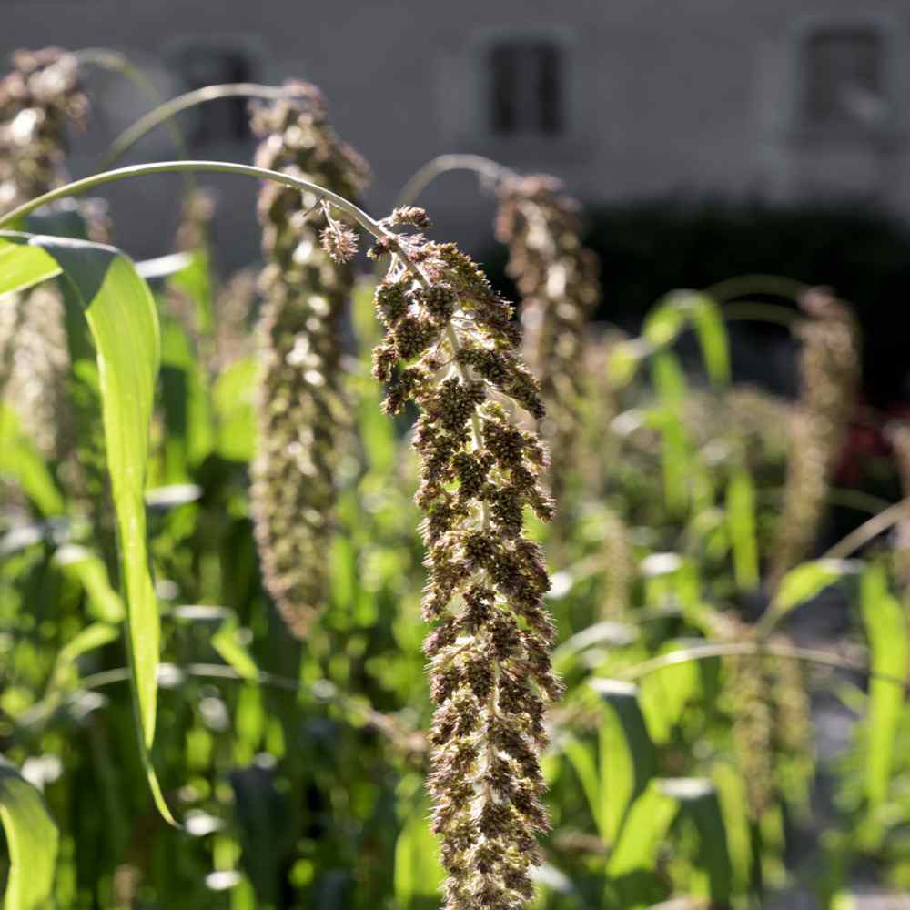 Setaria Italica Ornamental Grass