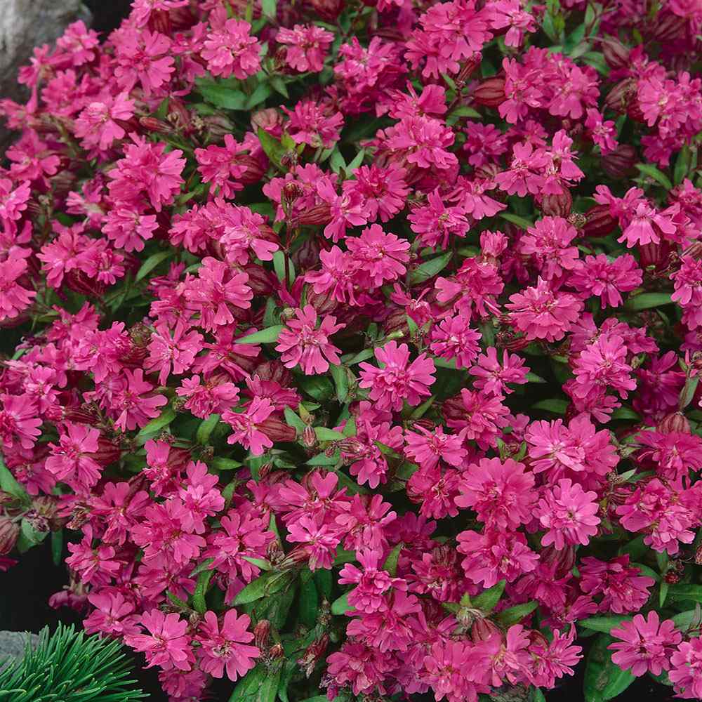 Silene Nodding Catchfly Garden Flowers