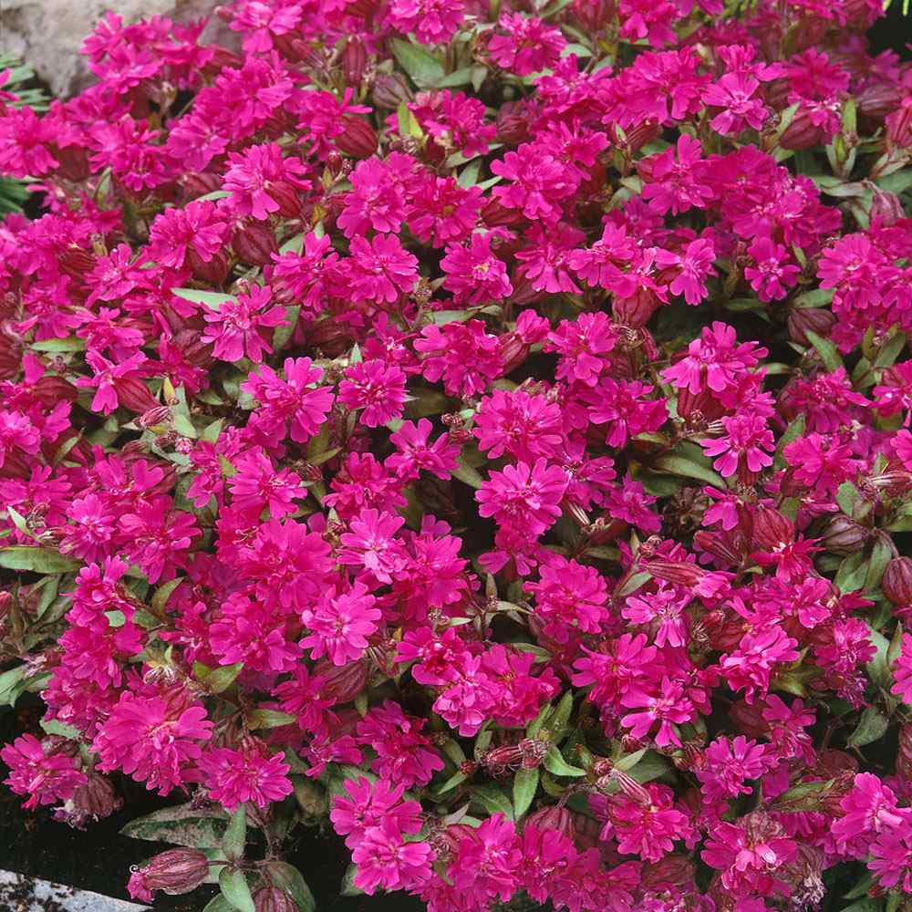 Silene Nodding Catchfly Plants