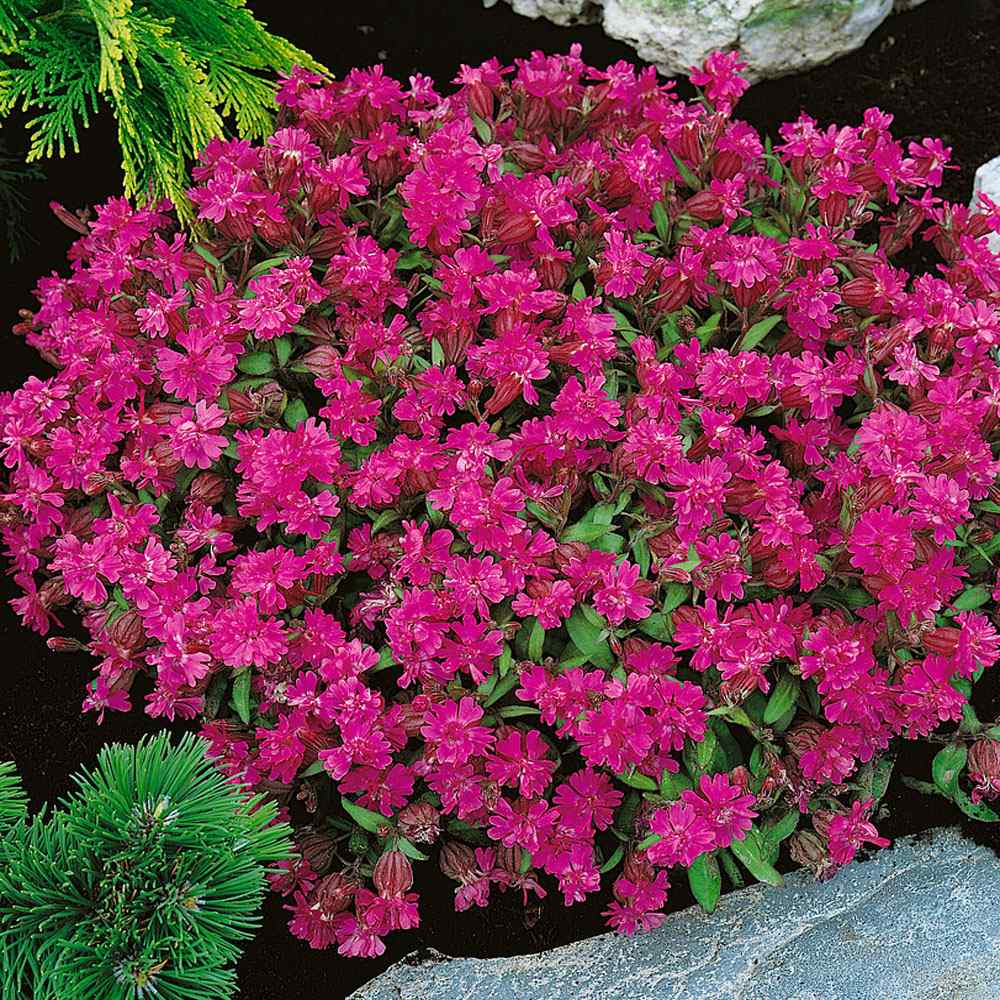 Silene Triumph Garden Flowers