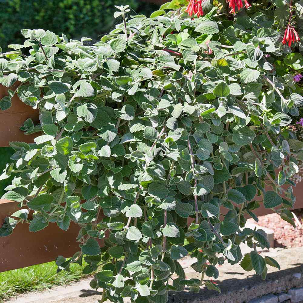 Plectranthus Silver Crest Plants