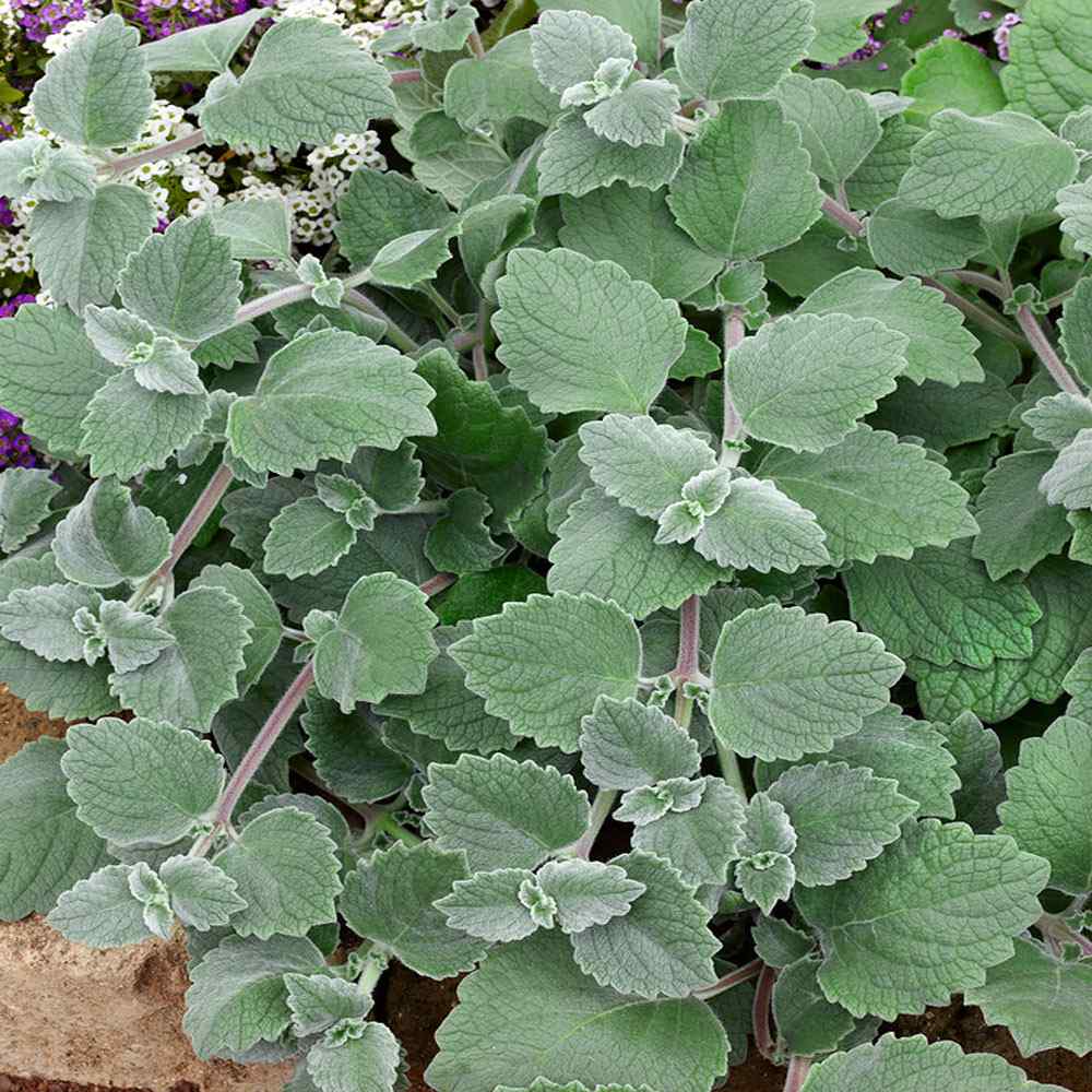 Plectranthus Silver Crest Container Plants