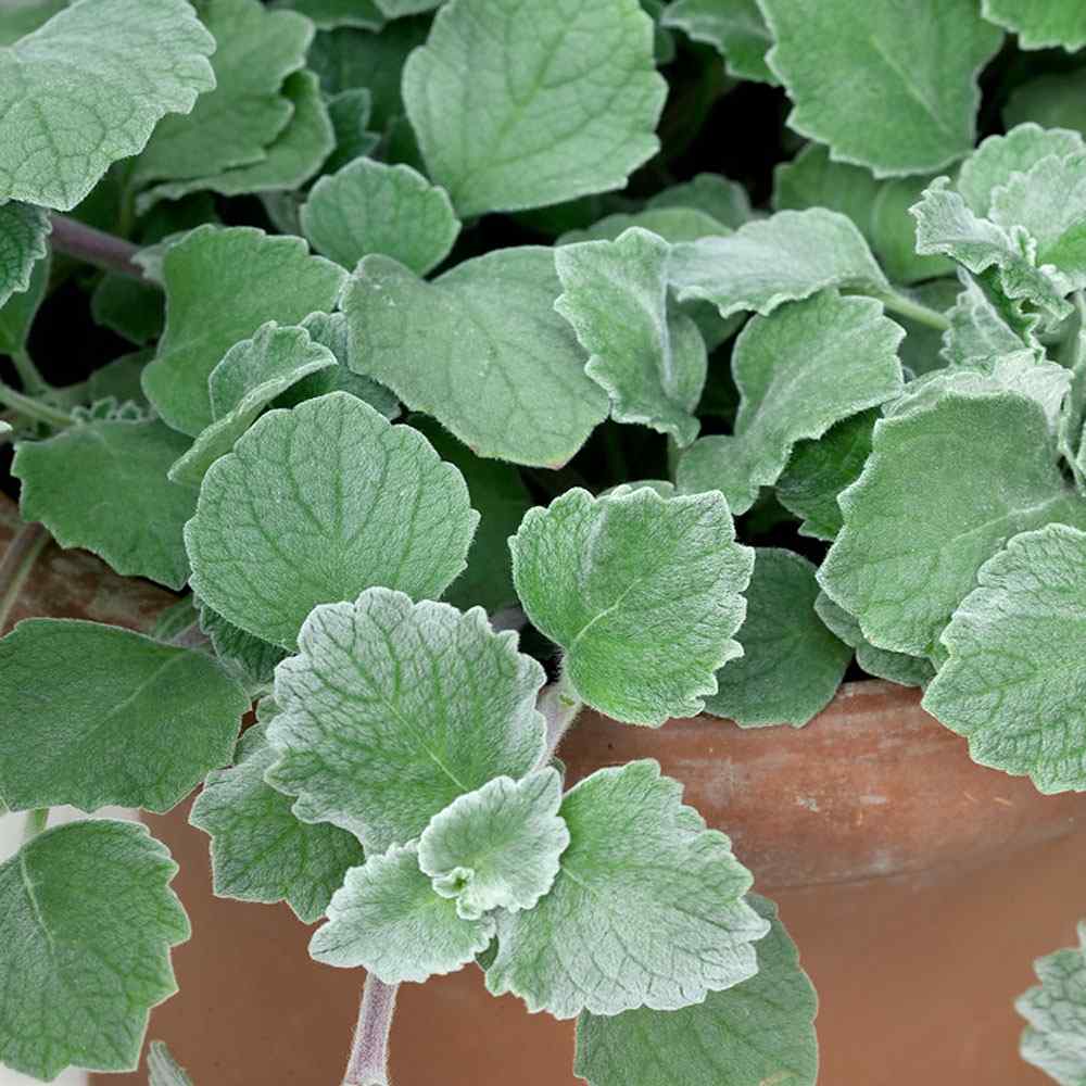 Plectranthus Silver Crest Garden Plants