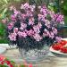 Snapdragon Bronze Dragon Bouquet