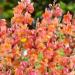 Snapdragon Orange Plants