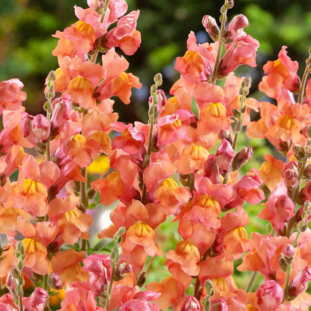 Orange Snapdragon