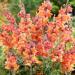 Antirrhinum Orange Wonder