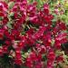 Annual Snapdragon Ruby Garden Flowers