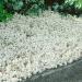 Cerastium Snow In Summer Low Growing