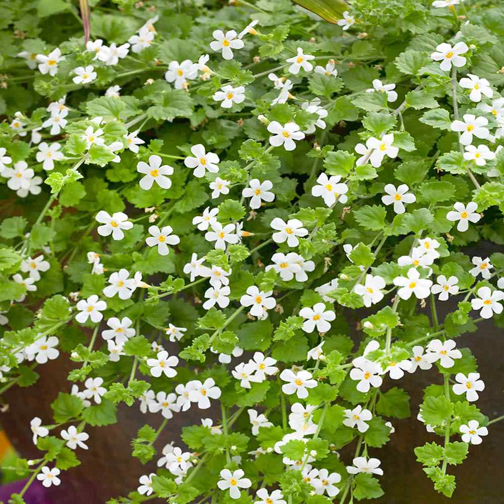 Bacopa Ground Cover
