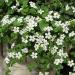 White Bacopa