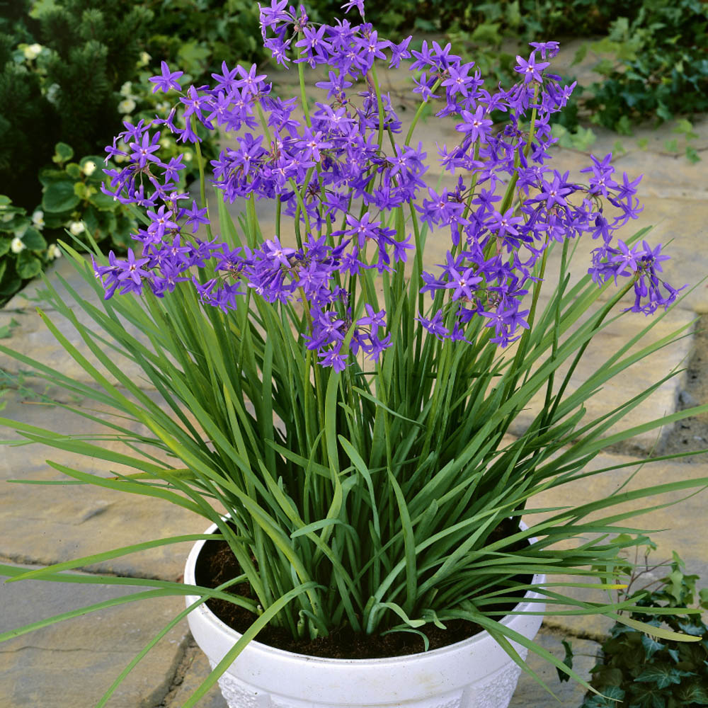 Society Garlic Seeds - Tulbaghia Violacea Silver Lace Flower Seed