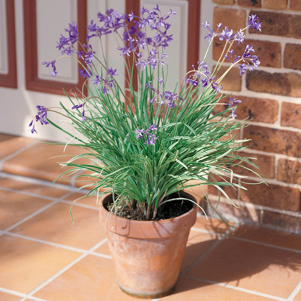 Tulbaghia Violacea Plant