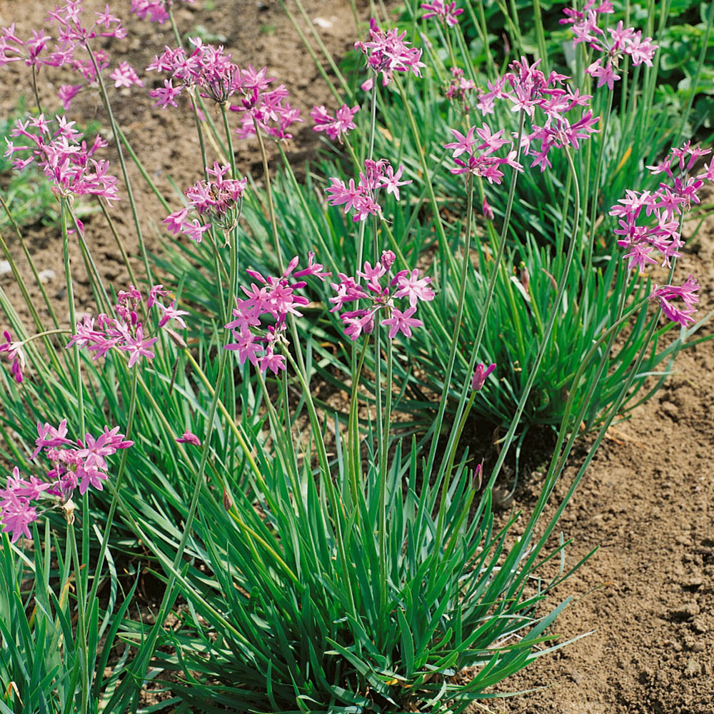 Tulbaghia Violacea Herb Plant