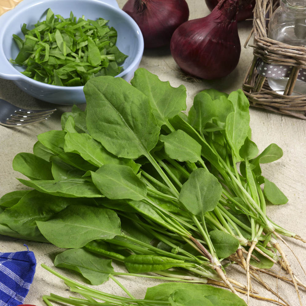 Sorrel Seeds