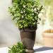 Mentha Spicata Herb
