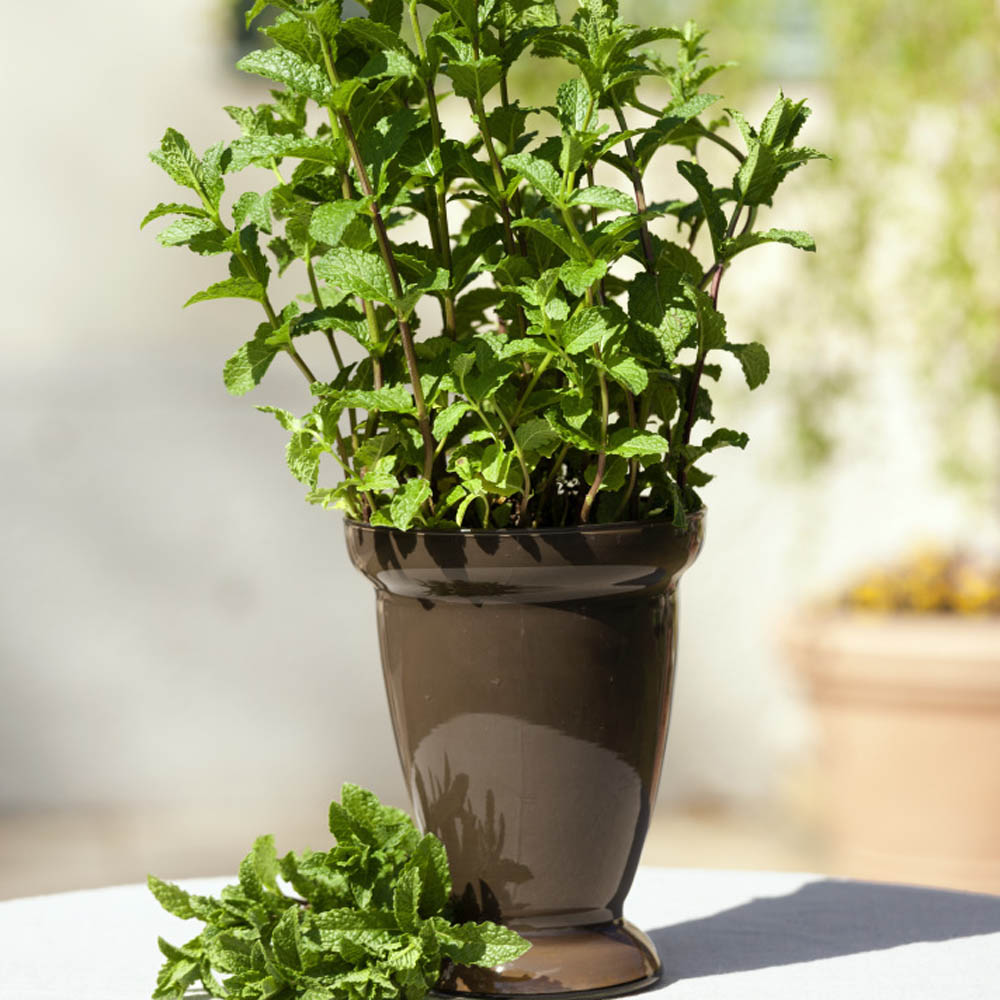 Mentha Spicata Herb