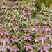 Monarda Punctata