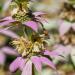 Spotted Beebalm Flowers