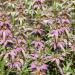 Horsemint Plants