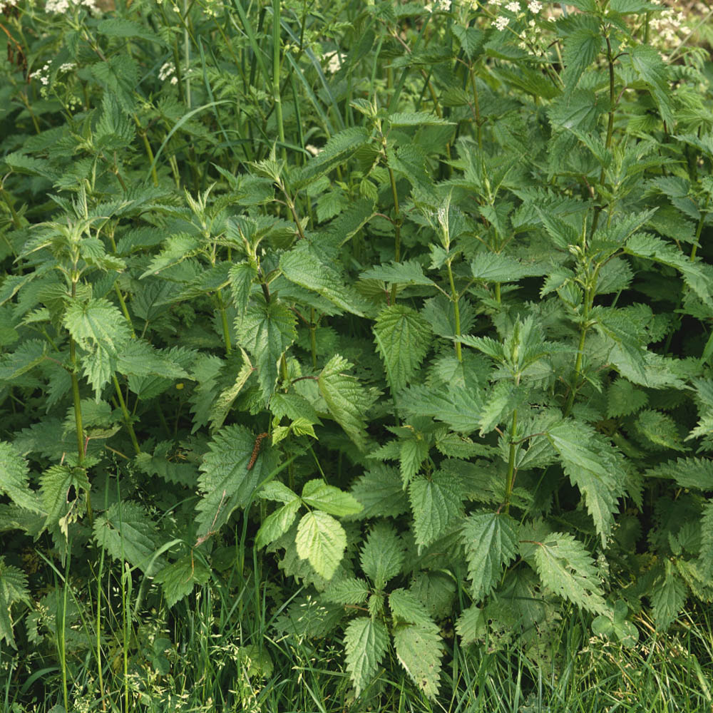 Stinging Nettle Plant Stinging Nettle Plant