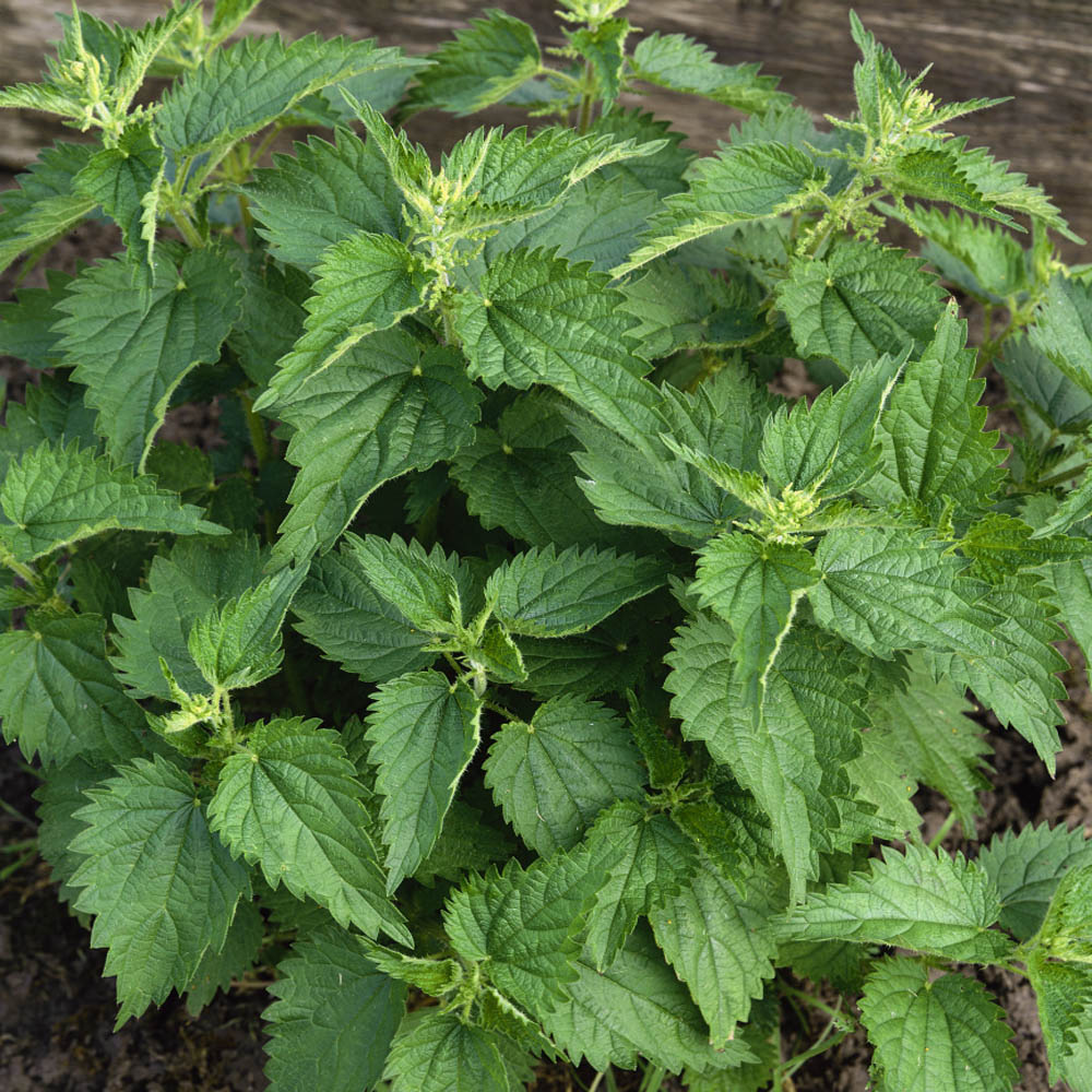 Stinging Nettle (Urtica Dioica) - 100 Seeds - Southern Seed Exchange