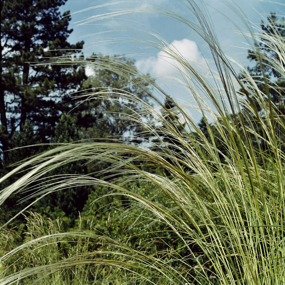 Stipa Barbata Silver Feather Grass