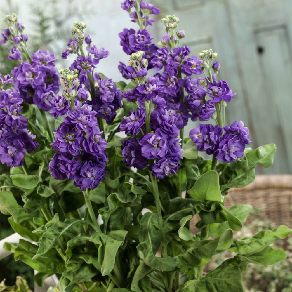 Stock Blue Flowers