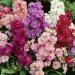 Matthiola Incana Ten Week Mix