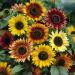 Sunflower Autumn Beauty Flower Mix