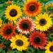 Helianthus Annuus Autumn Beauty Mix