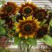 Annual Earthwalker Sunflower Flower Seeds
