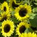 Helianthus Annuus Lemon Queen Sunflowers