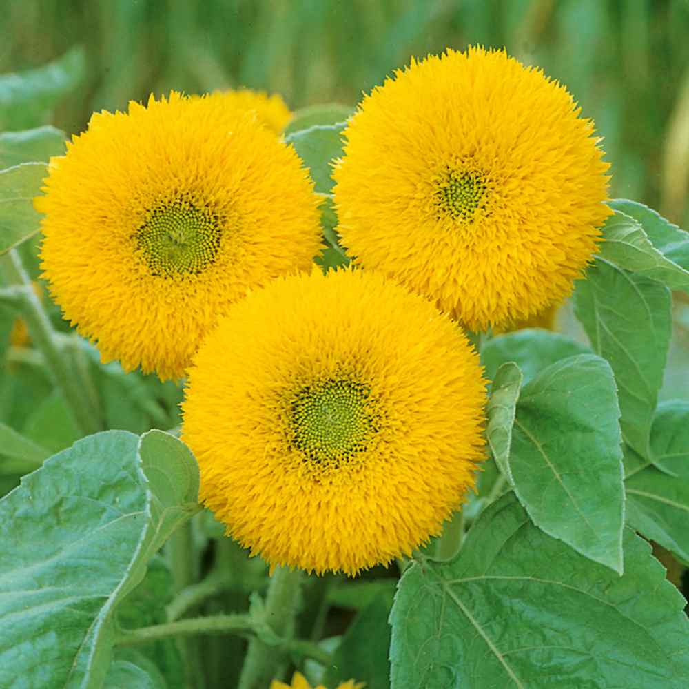 Sunflower Seed Sunflower Sun Gold Dwarf Flower Seeds