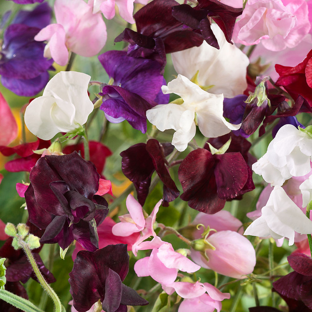 Sweet Peas Seeds | Old Spice Mix
