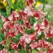 Annual Lathyrus Bicolor Willshire Ripple