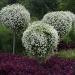 Lobularia Maritima Container Plants