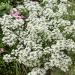 white alyssum flowers