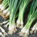 Sweet Onion Garden Plants