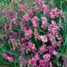 Perennial Pearl Pink Sweet Peas