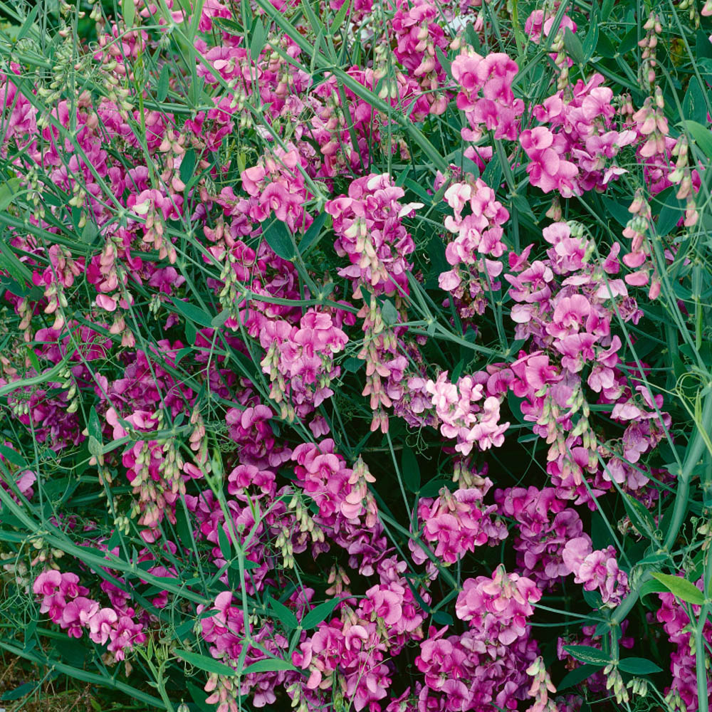 Sweet Peas Seeds | Pearl Pink