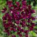 Sweet Pea Maroon