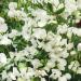 Lathyrus Odoratus Royal Container Flowers