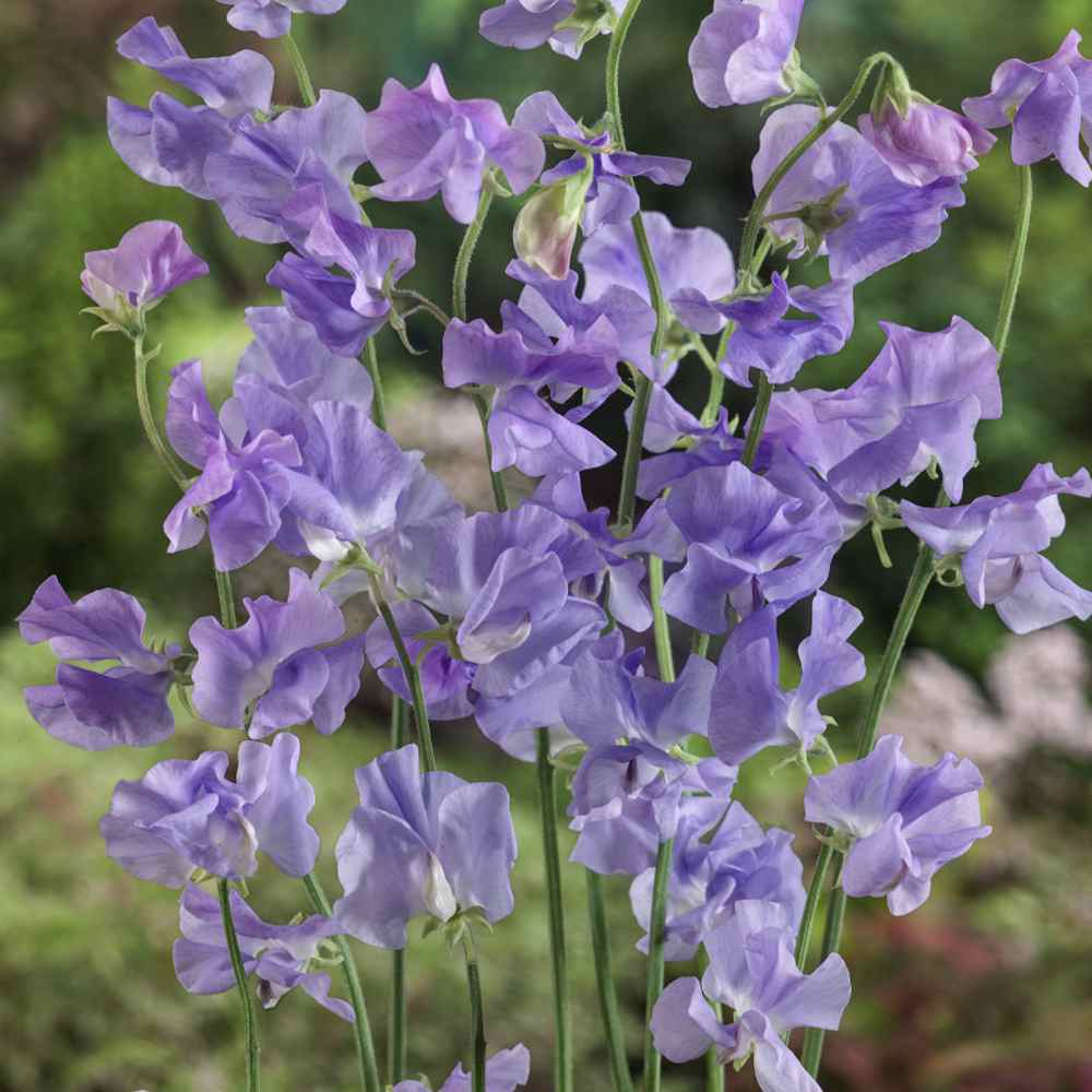 Sweet Peas Seeds | Royal Lavender